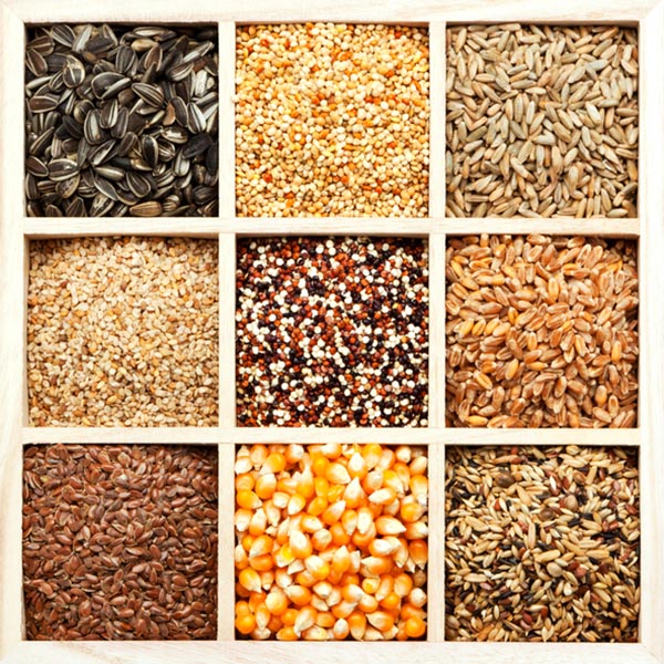 Saatgut und Getreide